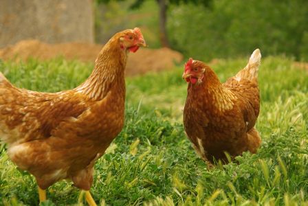Photo poule