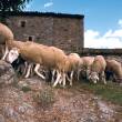 photo moutons