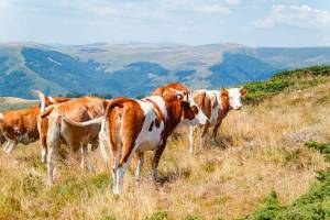 The co-design of eco-citizen livestock farming for the future: application to mountain dairy farms in the Massif Central region