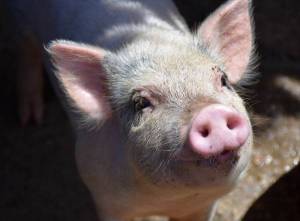 Analysis of stress effects on intestinal immunity in piglets