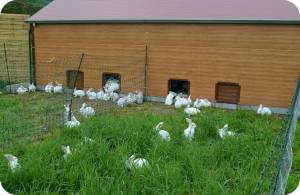 Study of the relationships between welfare, health and production performance in rabbits with access to an outdoor paddock