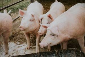 Study of the interactions between health and welfare of pigs with access to an outdoor range