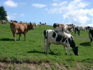 Livestock farmers’ learning toward an agroecological management of herd health: an approach based on the learning potential of prescriptive systems